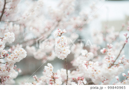 藤栄神社の嘉明桜 99840965