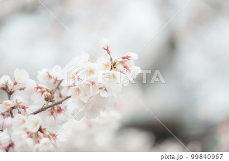 藤栄神社の嘉明桜 藤栄神社の嘉明桜 99840967