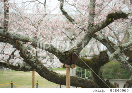 藤栄神社の嘉明桜 99840969