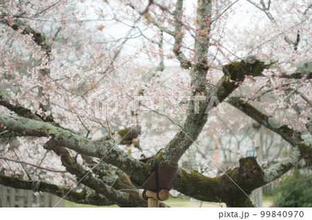 藤栄神社の嘉明桜 99840970