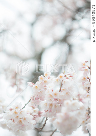 藤栄神社の嘉明桜 藤栄神社の嘉明桜 99840971