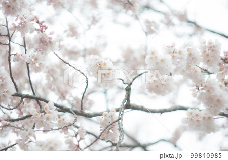 藤栄神社の嘉明桜 99840985