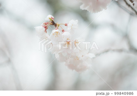 藤栄神社の嘉明桜 99840986