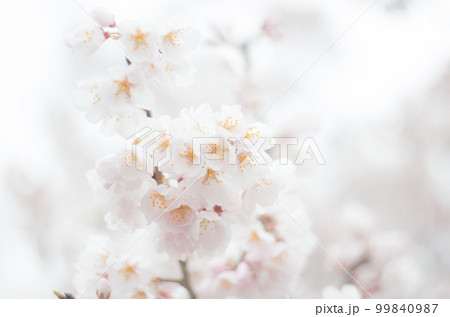 藤栄神社の嘉明桜 99840987