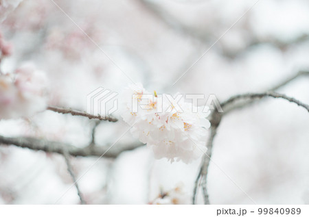 藤栄神社の嘉明桜 99840989