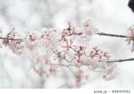 藤栄神社の嘉明桜 99840992