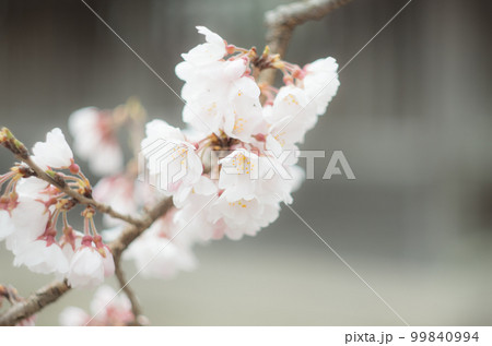 藤栄神社の嘉明桜 99840994