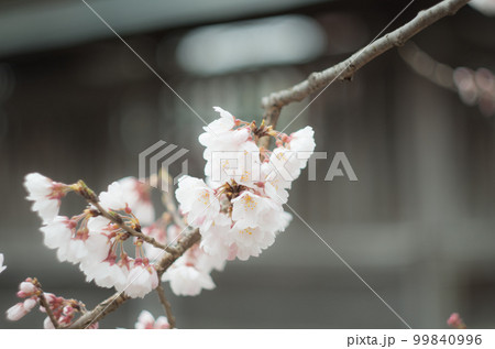 藤栄神社の嘉明桜 99840996