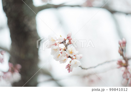 藤栄神社の嘉明桜 99841012