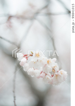 藤栄神社の嘉明桜 99841015