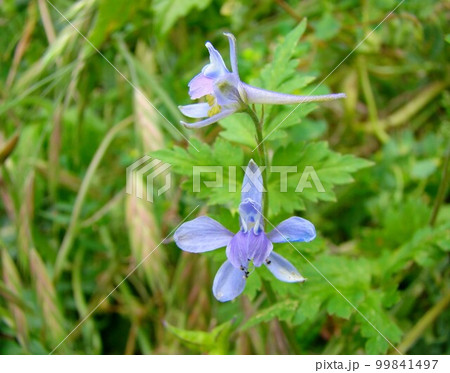 セリバヒエンソウの花 セリバヒエンソウの花 99841497