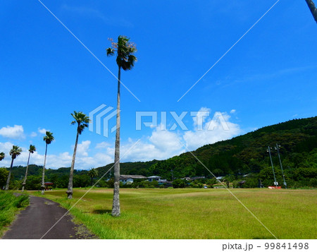 ワシントニアパーム 99841498