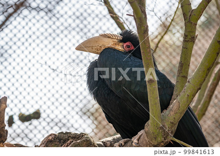 シワコブサイチョウ 99841613