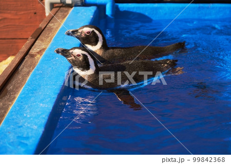 水の中のペンギン 水の中のペンギン 99842368