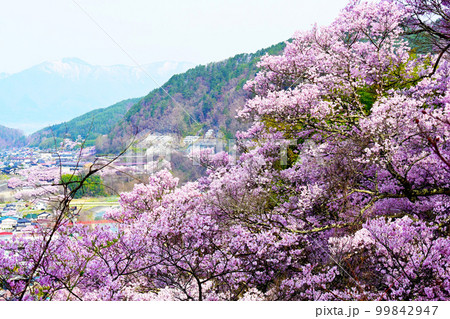 中央アルプスと満開の高遠コヒガンザクラ 99842947