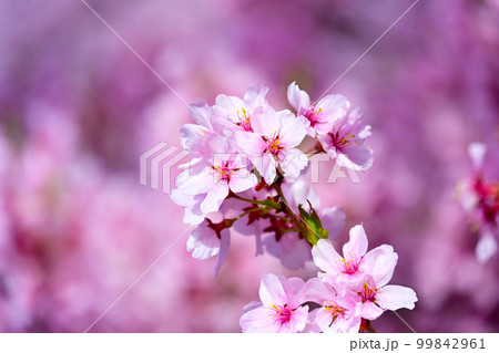 高遠城址公園の満開の桜 高遠城址公園の満開の桜 99842961