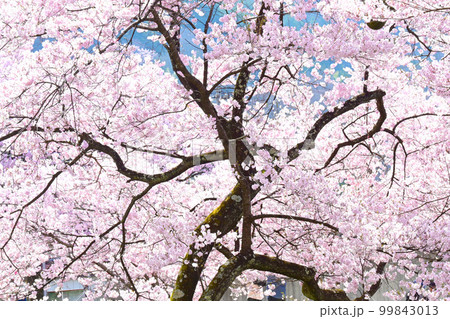 高遠城址公園の満開の桜 99843013