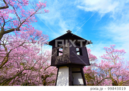 太鼓櫓とタカトウヒガンザクラ 99843019