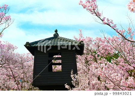 太鼓櫓とタカトウヒガンザクラ 99843021