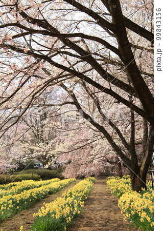 南アルプス 実相寺の桜 南アルプス 実相寺の桜 99843156