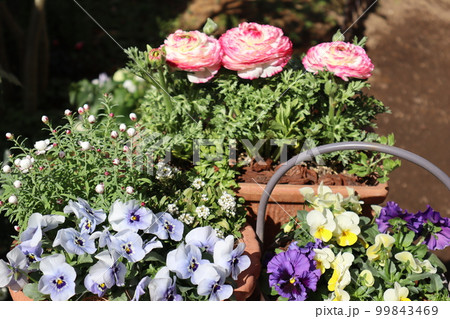 春の花寄せ植え＆寄せ鉢 99843469