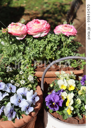 春の花寄せ植え＆寄せ鉢 99843470
