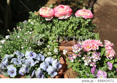 春の花寄せ植え＆寄せ鉢 99843471