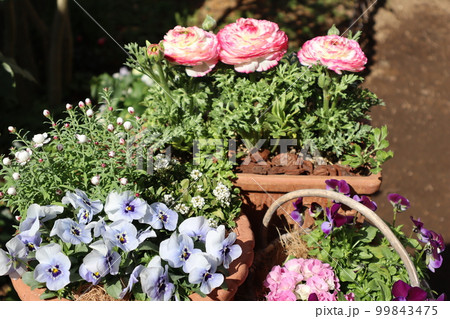 春の花寄せ植え&寄せ鉢 春の花寄せ植え&寄せ鉢 99843475