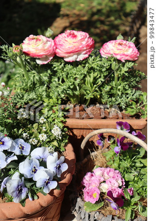 春の花の寄せ植え＆花の寄せ鉢 99843477