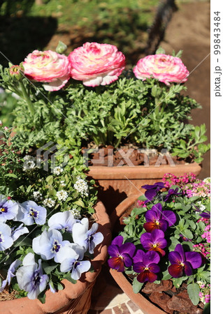 春の花寄せ植え&花の寄せ鉢 春の花寄せ植え&花の寄せ鉢 99843484