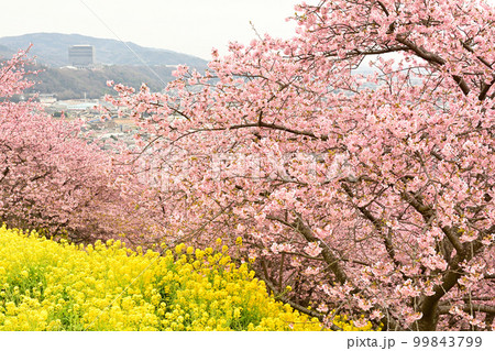 神奈川 西平畑公園 神奈川 西平畑公園 99843799