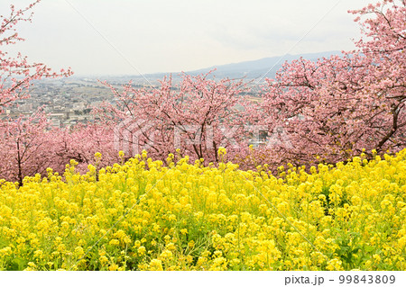神奈川　西平畑公園 99843809