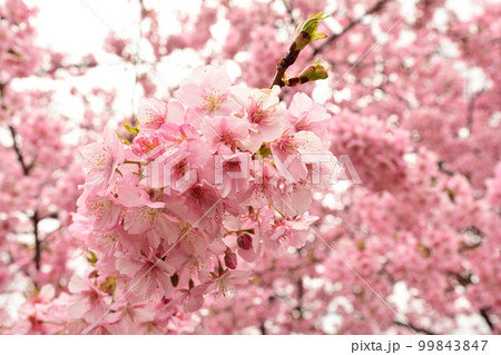神奈川 西平畑公園 神奈川 西平畑公園 99843847