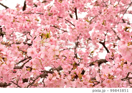 神奈川　西平畑公園 99843851