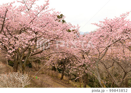 神奈川 西平畑公園 神奈川 西平畑公園 99843852
