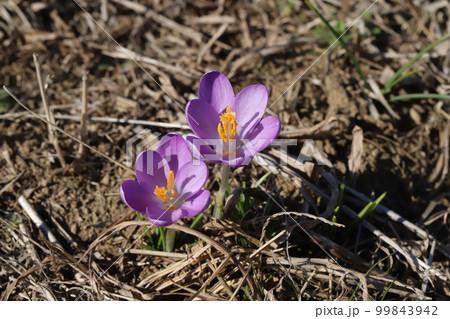 日本の早春の野原に咲くクロッカスの薄紫色の花 日本の早春の野原に咲くクロッカスの薄紫色の花 99843942