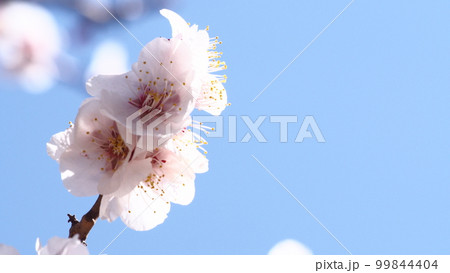梅の花と青空 99844404