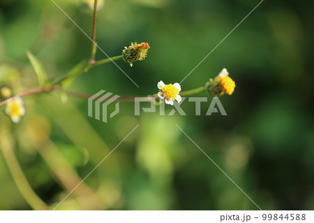 荒れ地や道端で夏から秋にかけて咲く、ひっつき虫のシロバナセンダングサ 荒れ地や道端で夏から秋にかけて咲く、ひっつき虫のシロバナセンダングサ 99844588