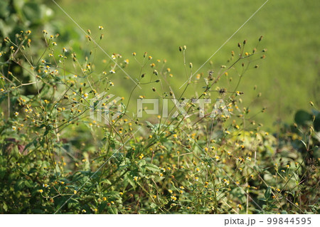 荒れ地や道端で夏から秋にかけて咲く、ひっつき虫のシロバナセンダングサ 99844595
