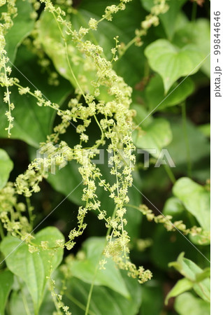 葉がヤマノイモにそっくりな、オニドコロの小さな花 99844646