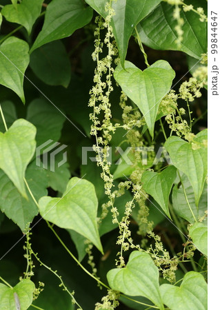 葉がヤマノイモにそっくりな、オニドコロの小さな花 葉がヤマノイモにそっくりな、オニドコロの小さな花 99844647