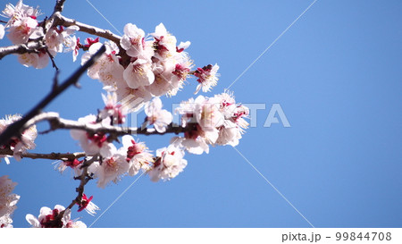 梅の花と青空 99844708