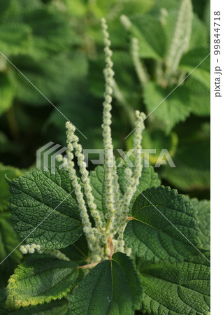 山野に広く自生する、イラクサ科の植物、ヤブマオの花 99844718