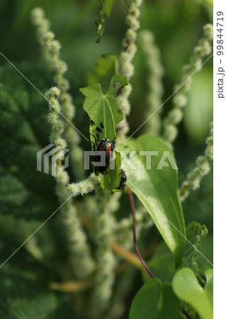 山野に広く自生する、イラクサ科の植物、ヤブマオの花 99844719
