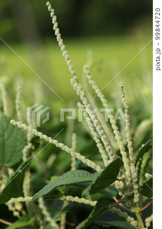 山野に広く自生する、イラクサ科の植物、ヤブマオの花 山野に広く自生する、イラクサ科の植物、ヤブマオの花 99844720