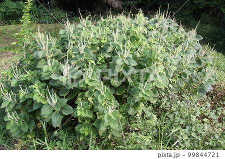 山野に広く自生する、イラクサ科の植物、ヤブマオの花 山野に広く自生する、イラクサ科の植物、ヤブマオの花 99844721