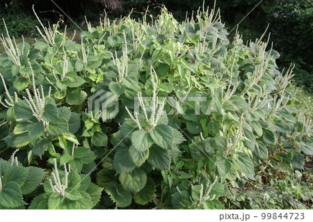 山野に広く自生する、イラクサ科の植物、ヤブマオの花 99844723