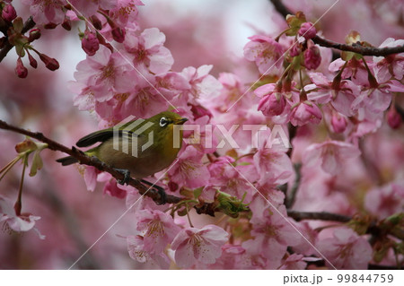 メジロと河津桜 99844759