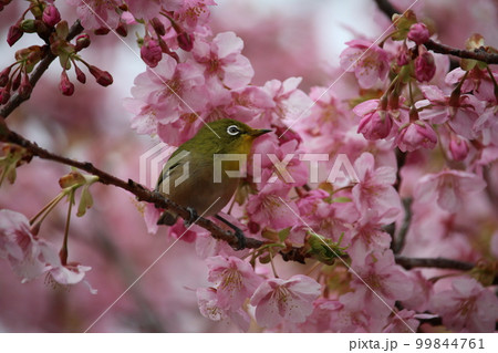 メジロと河津桜 99844761