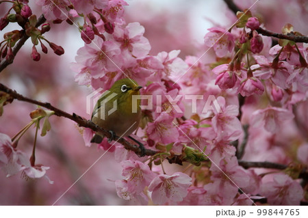 メジロと河津桜 99844765